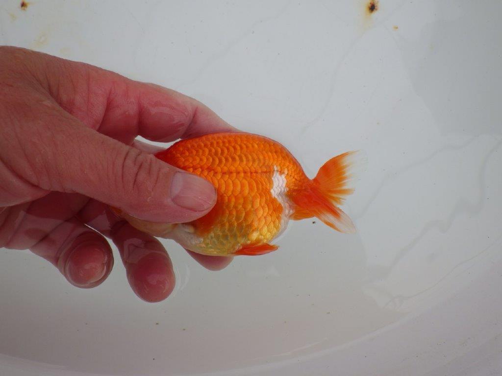 【浜松 高林 優 氏】可愛いフンタンらんちゅう 約11㎝ オス?