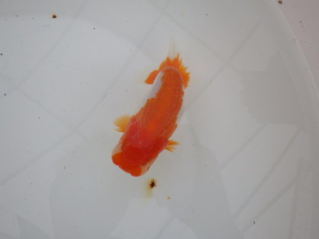 【浜松 高林 優 氏】背も綺麗で映えるらんちゅう 約12,5㎝ メス?