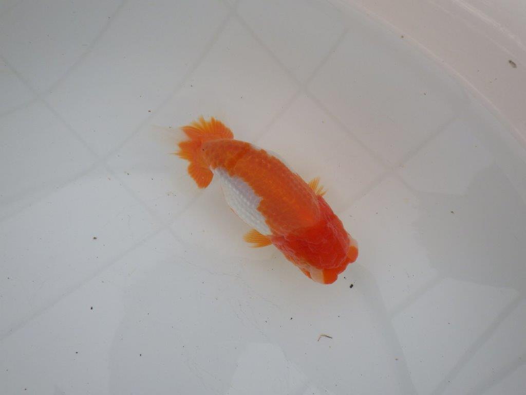 【浜松 高林 優 氏】背も綺麗で映えるらんちゅう 約12,5㎝ メス?