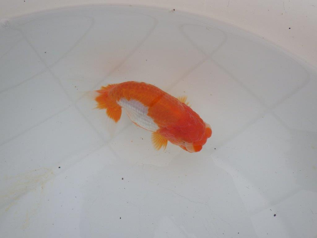 【浜松 高林 優 氏】背も綺麗で映えるらんちゅう 約12,5㎝ メス?