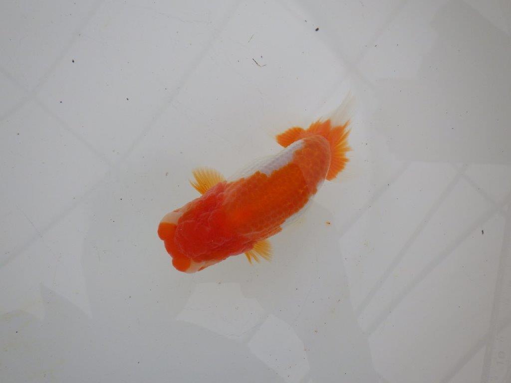 【浜松　高林　優　氏】背も綺麗で映えるらんちゅう　　約12,5㎝  メス?の上身