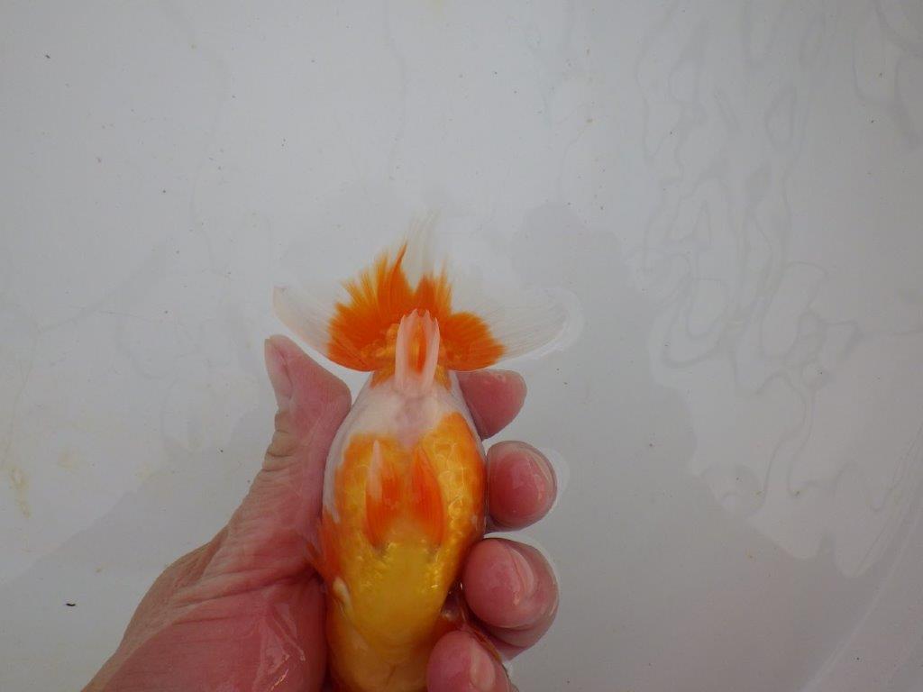 【浜松 高林 優 氏】背も綺麗で映えるらんちゅう 約12,5㎝ メス?