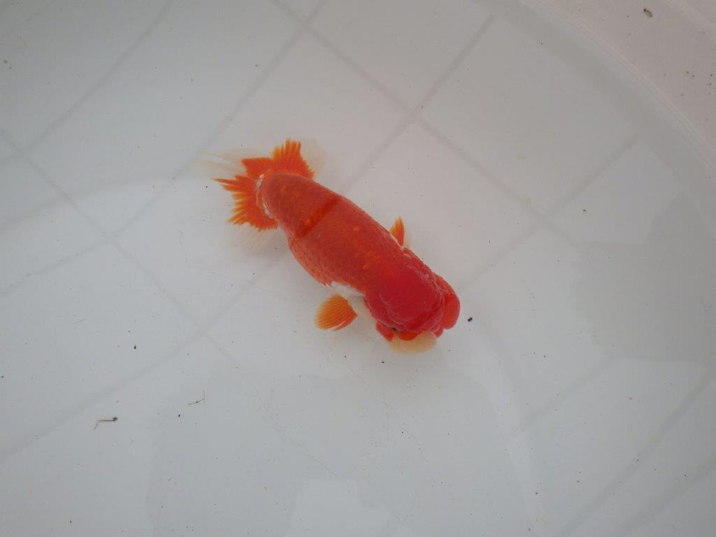 【浜松 高林 優 氏】色艶が良く水槽で映えるらんちゅう 約12,5㎝ オス?