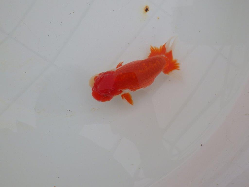 【浜松 高林 優 氏】色艶が良く水槽で映えるらんちゅう 約12,5㎝ オス?