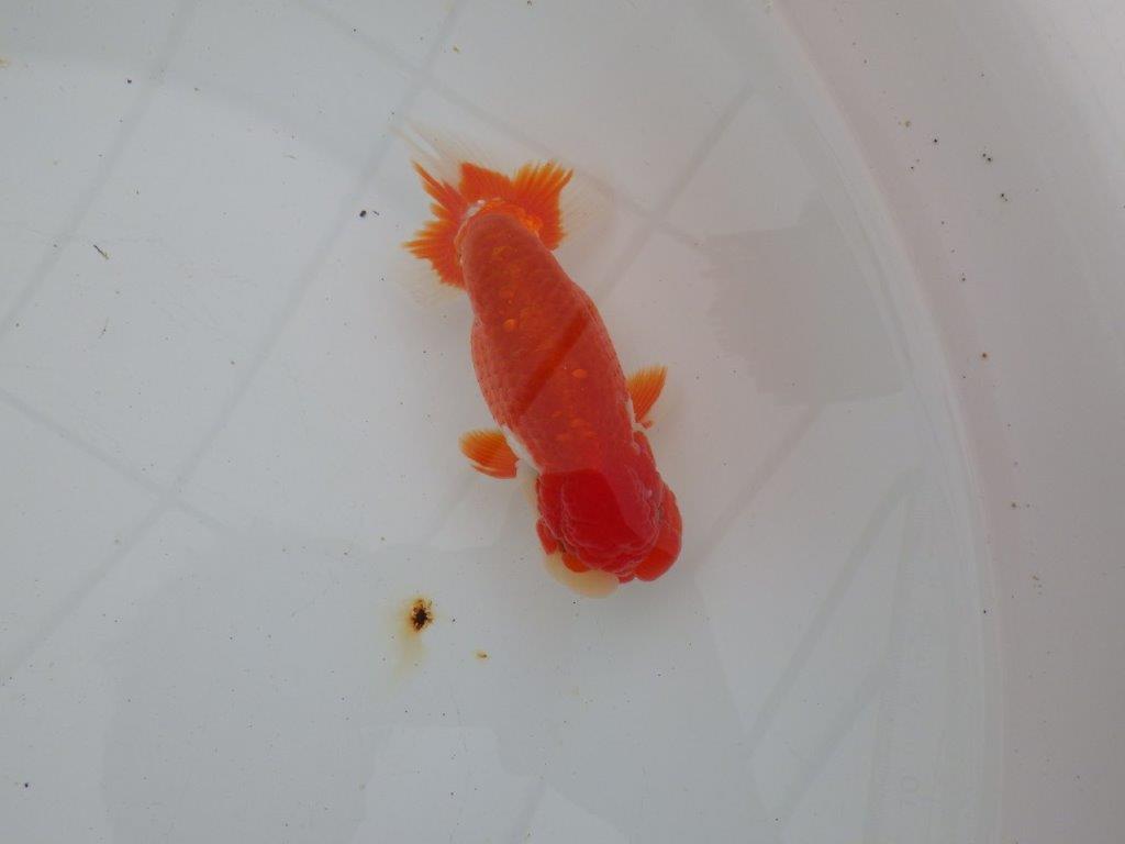 【浜松 高林 優 氏】色艶が良く水槽で映えるらんちゅう 約12,5㎝ オス?