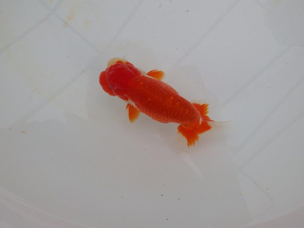 【浜松　高林　優　氏】色艶が良く水槽で映えるらんちゅう　　約12,5㎝  オス?の上身