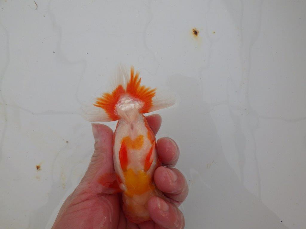 【浜松 高林 優 氏】色艶が良く水槽で映えるらんちゅう 約12,5㎝ オス?