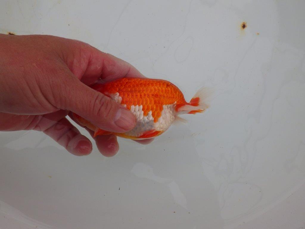 【浜松 高林 優 氏】色艶が良く水槽で映えるらんちゅう 約12,5㎝ オス?