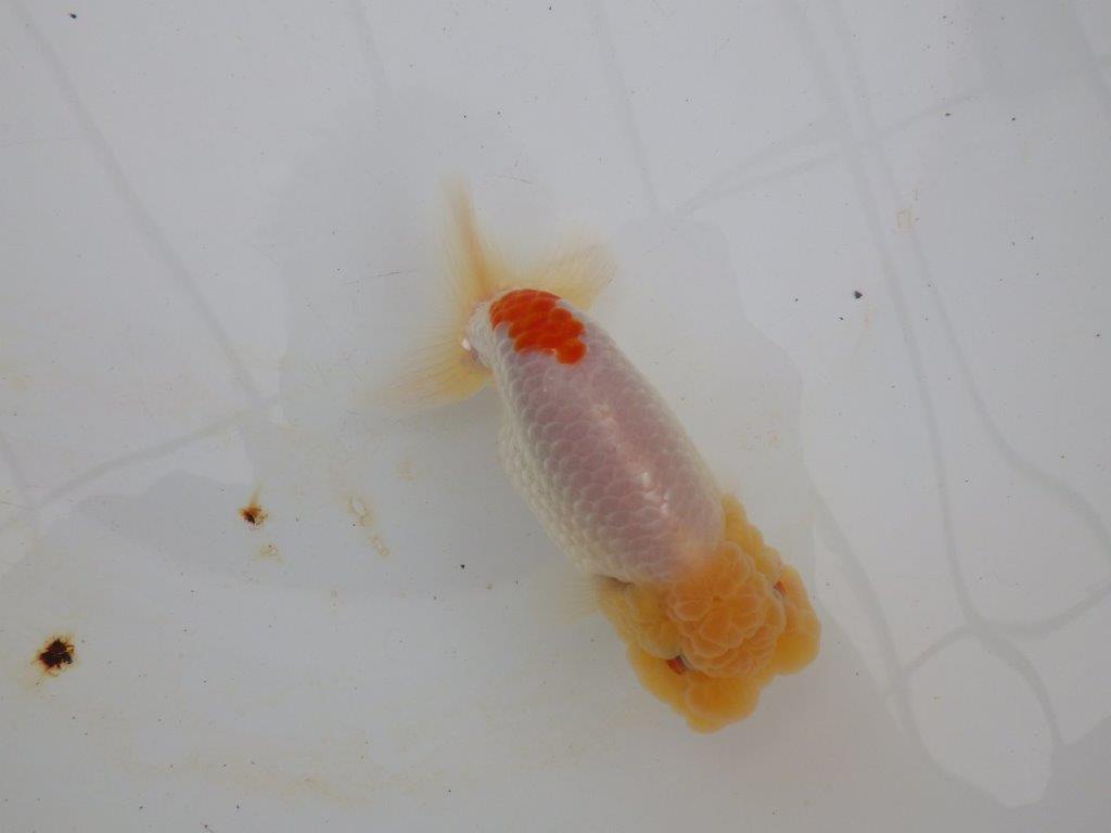 【浜松　高林　優　氏】素晴らしい頭のらんちゅう　　約13,5㎝の上身