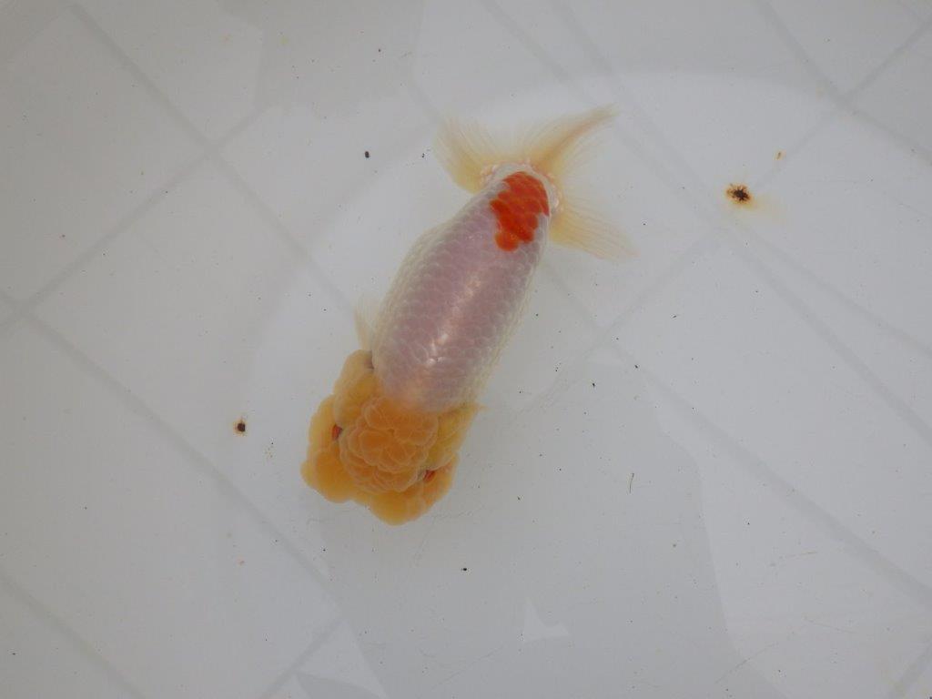 【浜松 高林 優 氏】素晴らしい頭のらんちゅう 約13,5㎝