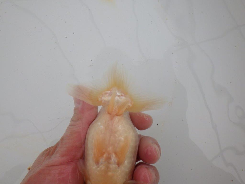 【浜松 高林 優 氏】素晴らしい頭のらんちゅう 約13,5㎝