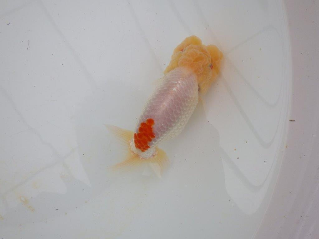 【浜松 高林 優 氏】素晴らしい頭のらんちゅう 約13,5㎝