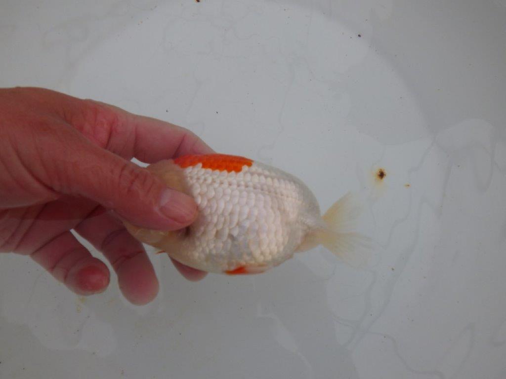 【浜松 高林 優 氏】口紅付きの可愛いらんちゅう 約13㎝ メス?