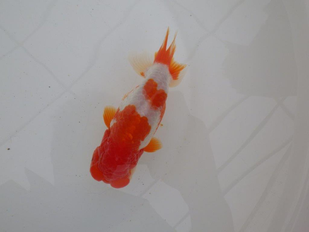 【浜松　高林　優　氏】フンタン＆背の綺麗ならんちゅう　　約12,5㎝  オス？の上身