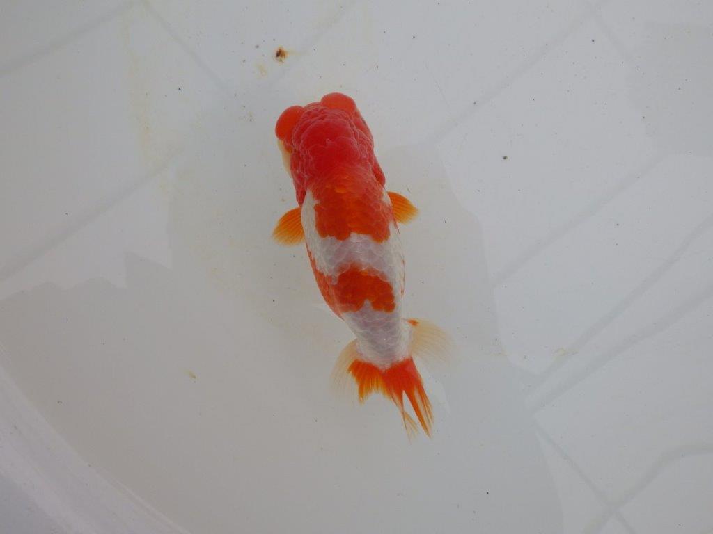 【浜松 高林 優 氏】フンタン&背の綺麗ならんちゅう 約12,5㎝ オス?