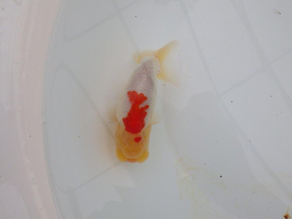 【浜松 高林 優 氏】背腰の綺麗なフンタンらんちゅう 約12,5㎝ オス?