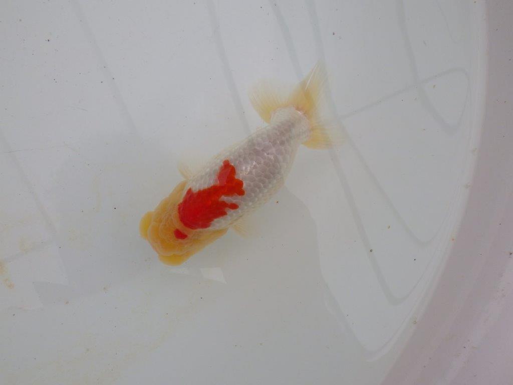 【浜松 高林 優 氏】背腰の綺麗なフンタンらんちゅう 約12,5㎝ オス?