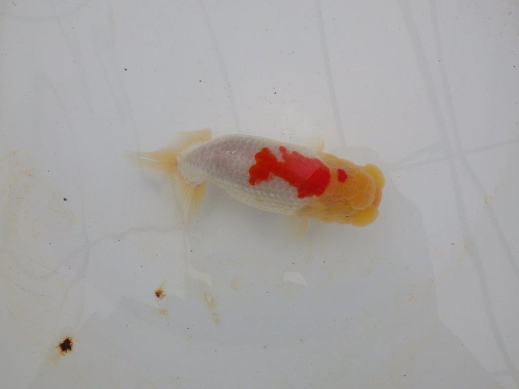 【浜松　高林　優　氏】背腰の綺麗なフンタンらんちゅう　　約12,5㎝  オス？の上身