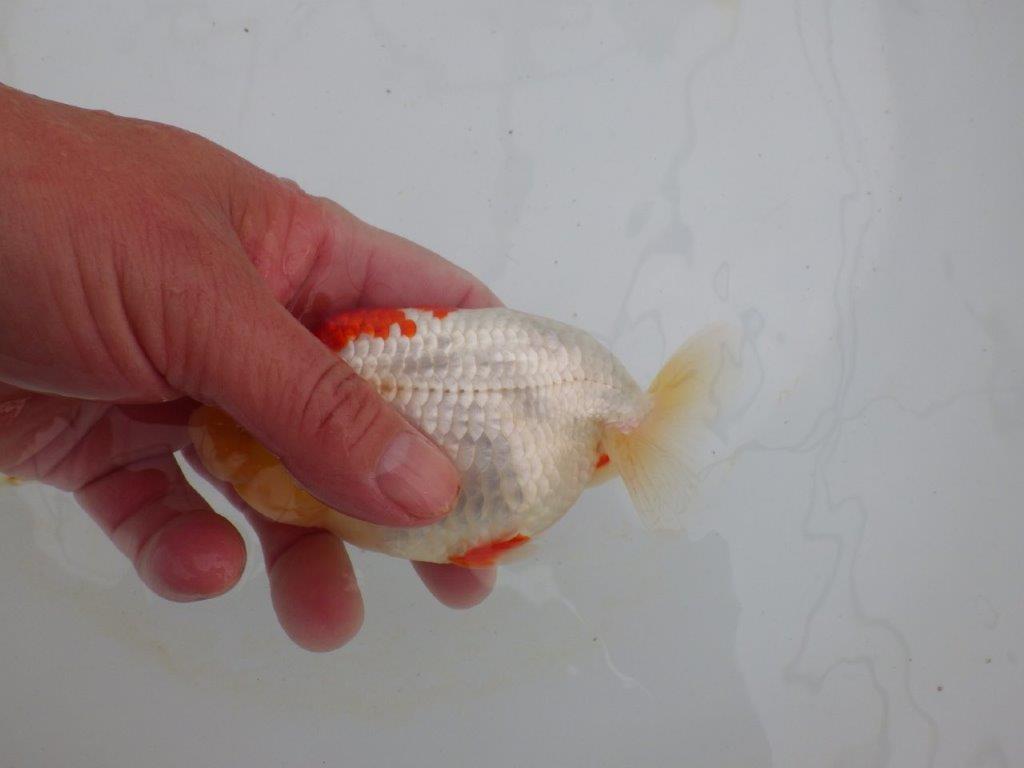 【浜松 高林 優 氏】背腰の綺麗なフンタンらんちゅう 約12,5㎝ オス?