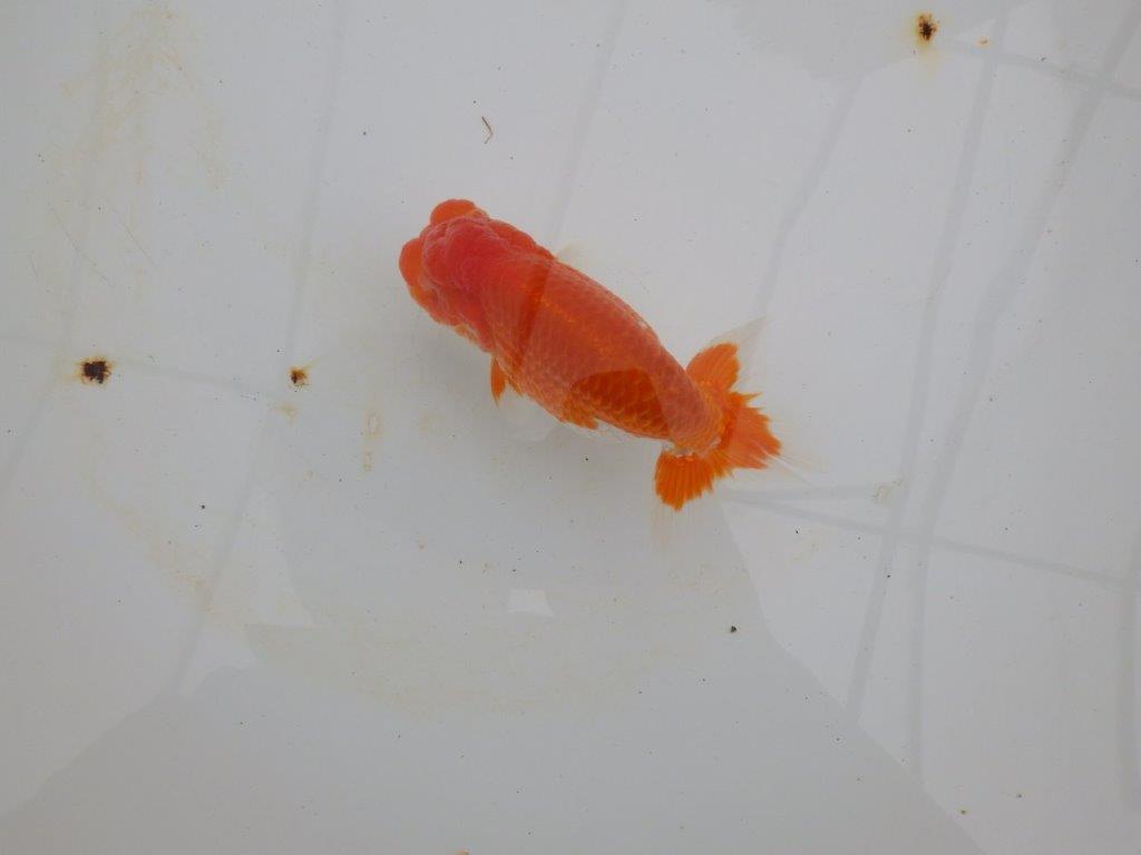 【浜松 高林 優 氏】尾皿が多く種にもお勧めならんちゅう 約12,5㎝ オス?