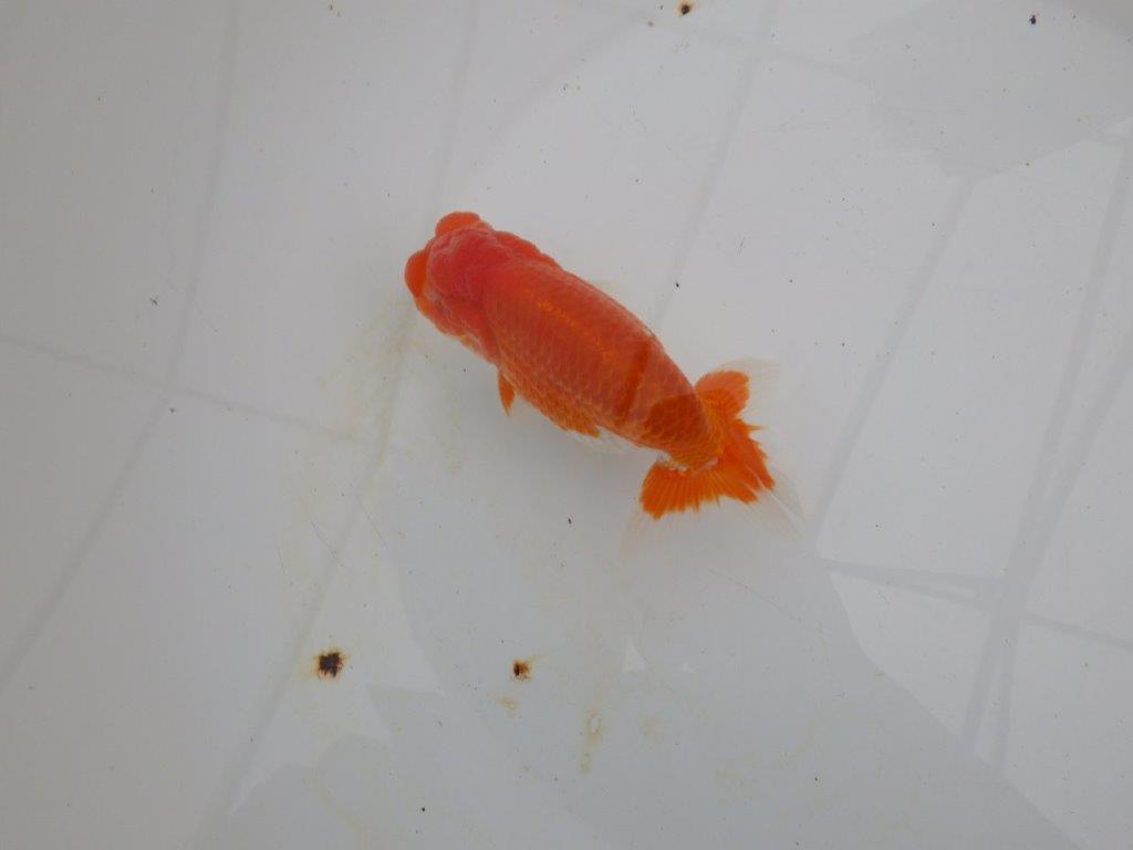 【浜松 高林 優 氏】尾皿が多く種にもお勧めならんちゅう 約12,5㎝ オス?