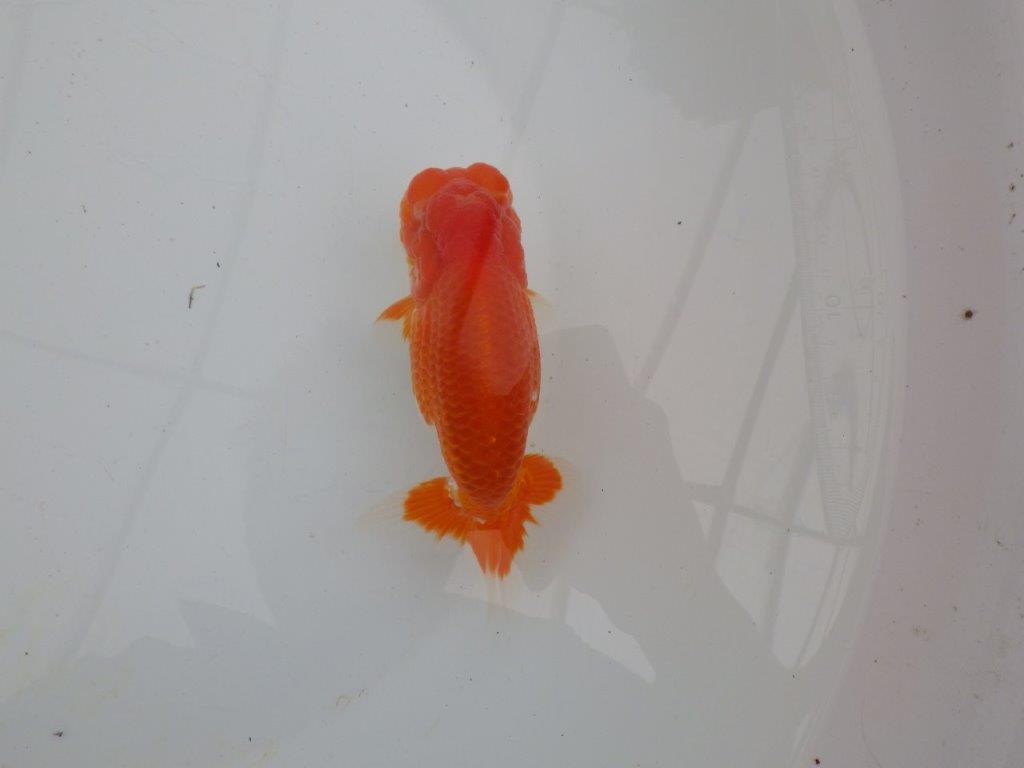 【浜松　高林　優　氏】尾皿が多く種にもお勧めならんちゅう　　約12,5㎝  オス？の上身