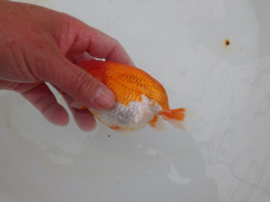 【浜松 高林 優 氏】尾皿が多く種にもお勧めならんちゅう 約12,5㎝ オス?