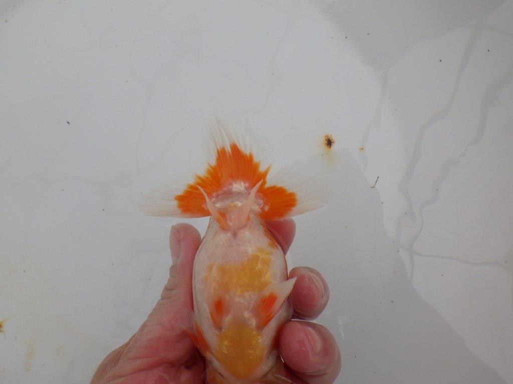 【浜松 高林 優 氏】尾皿が多く種にもお勧めならんちゅう 約12,5㎝ オス?