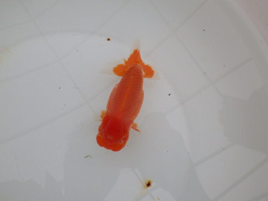 【浜松 高林 優 氏】尾皿が多く種にもお勧めならんちゅう 約12,5㎝ オス?