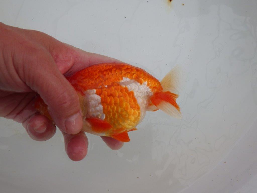 【浜松 高林 優 氏】鱗並びが独特ならんちゅう 約14㎝ オス?