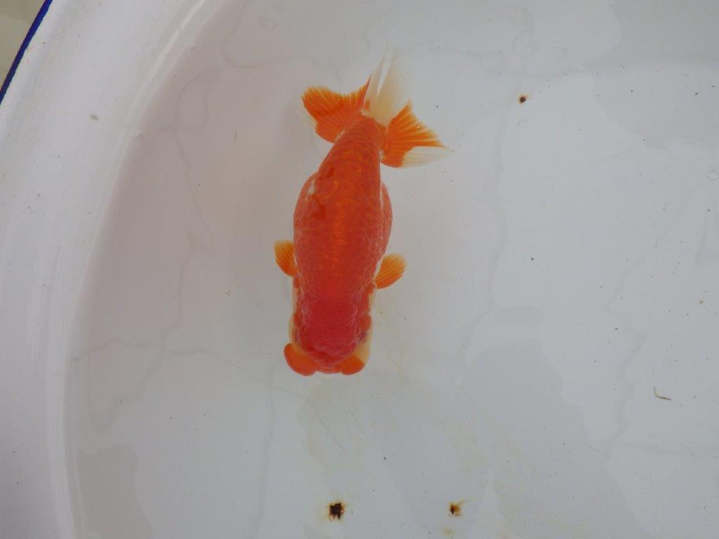 【浜松 高林 優 氏】鱗並びが独特ならんちゅう 約14㎝ オス?