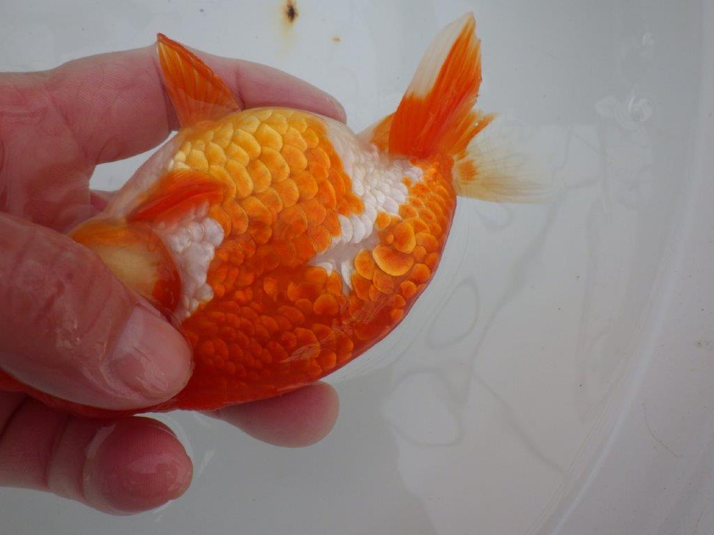 【浜松 高林 優 氏】鱗並びが独特ならんちゅう 約14㎝ オス?