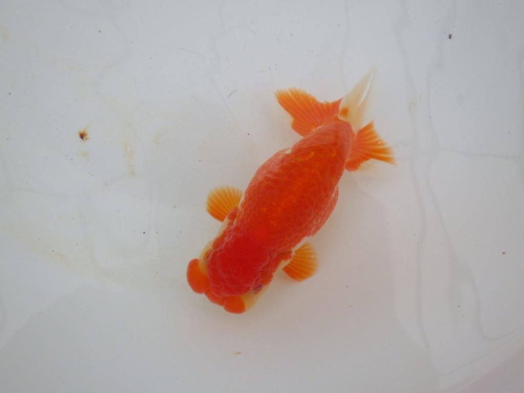 【浜松 高林 優 氏】鱗並びが独特ならんちゅう 約14㎝ オス?