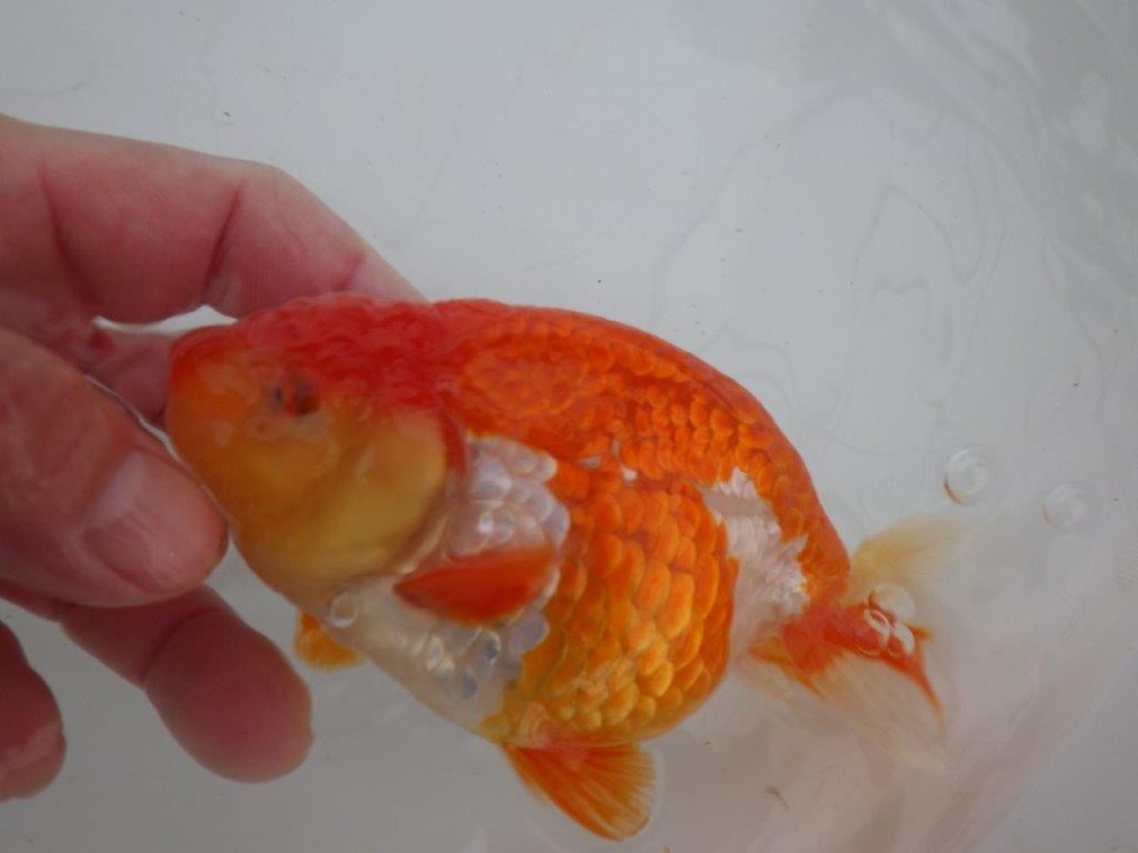 【浜松 高林 優 氏】鱗並びが独特ならんちゅう 約14㎝ オス?