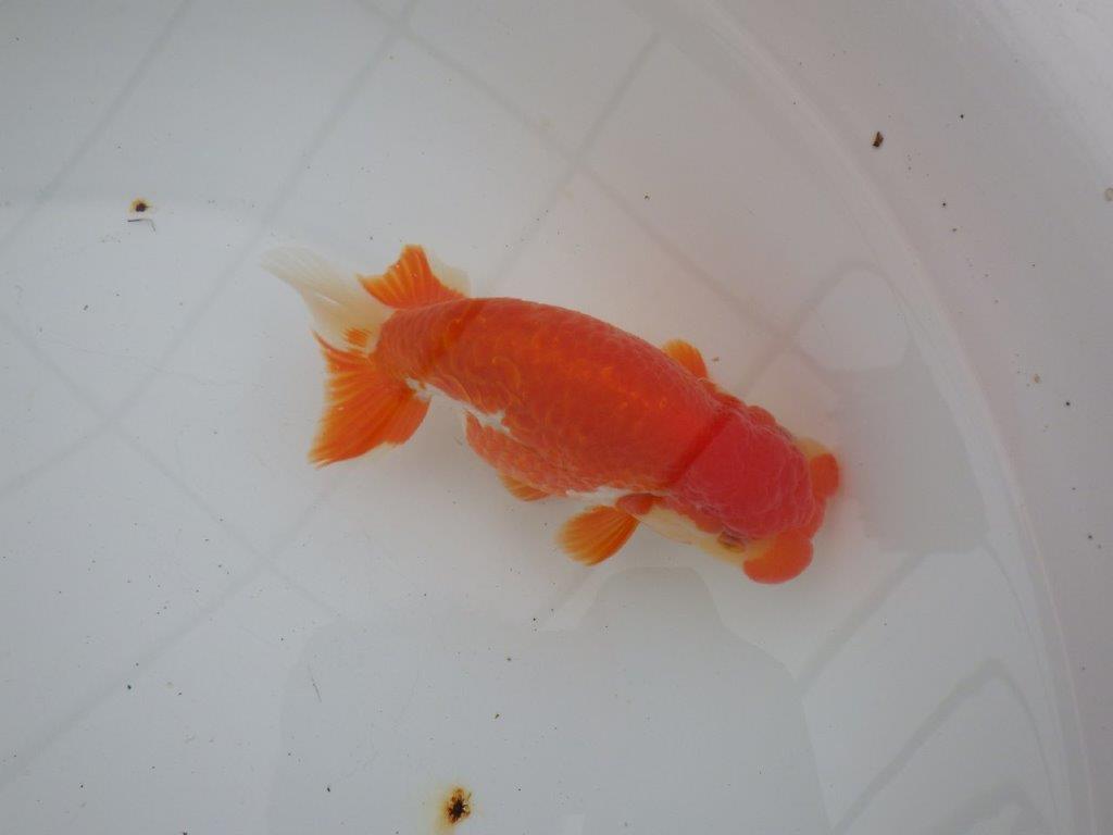 【浜松 高林 優 氏】鱗並びが独特ならんちゅう 約14㎝ オス?