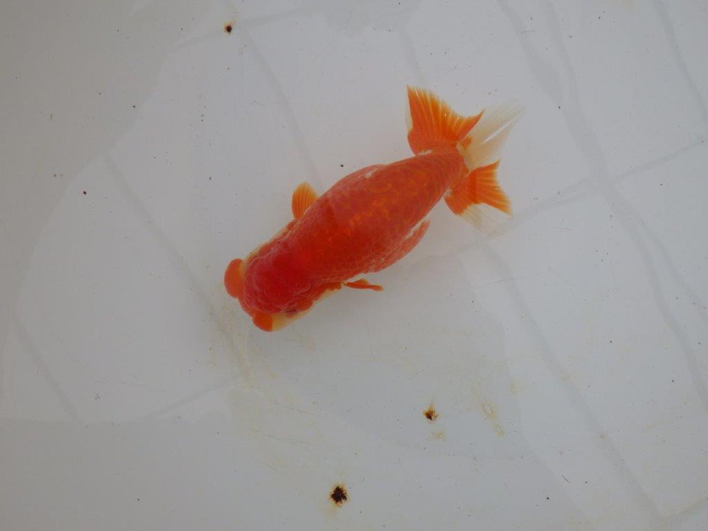 【浜松 高林 優 氏】鱗並びが独特ならんちゅう 約14㎝ オス?