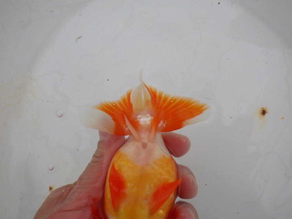 【浜松 高林 優 氏】鱗並びが独特ならんちゅう 約14㎝ オス?