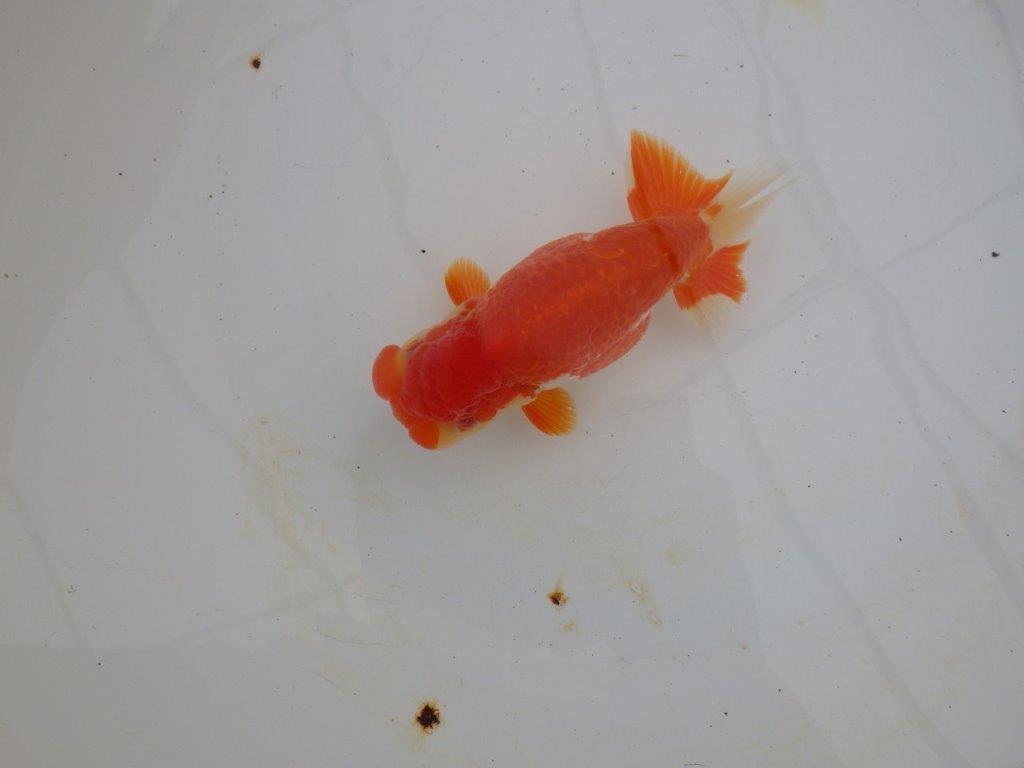 【浜松 高林 優 氏】鱗並びが独特ならんちゅう 約14㎝ オス?