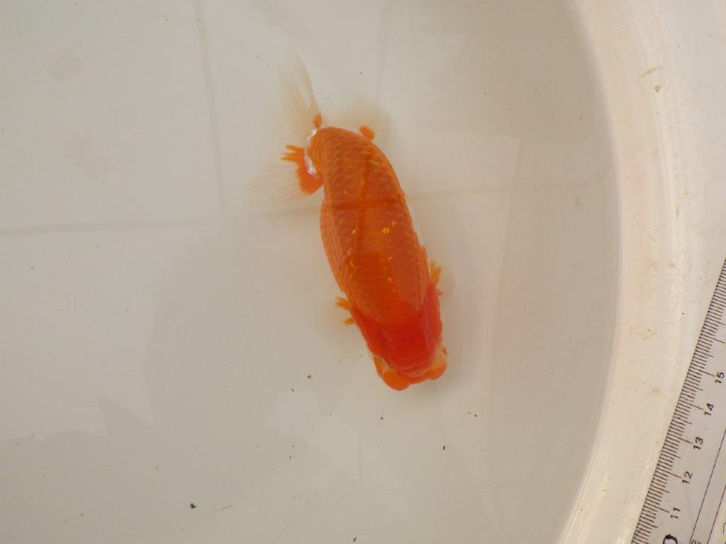 【浜松 疋田 秀雄 氏】成長力があり大きくなる系統らんちゅうA 約15,5㎝ オス?