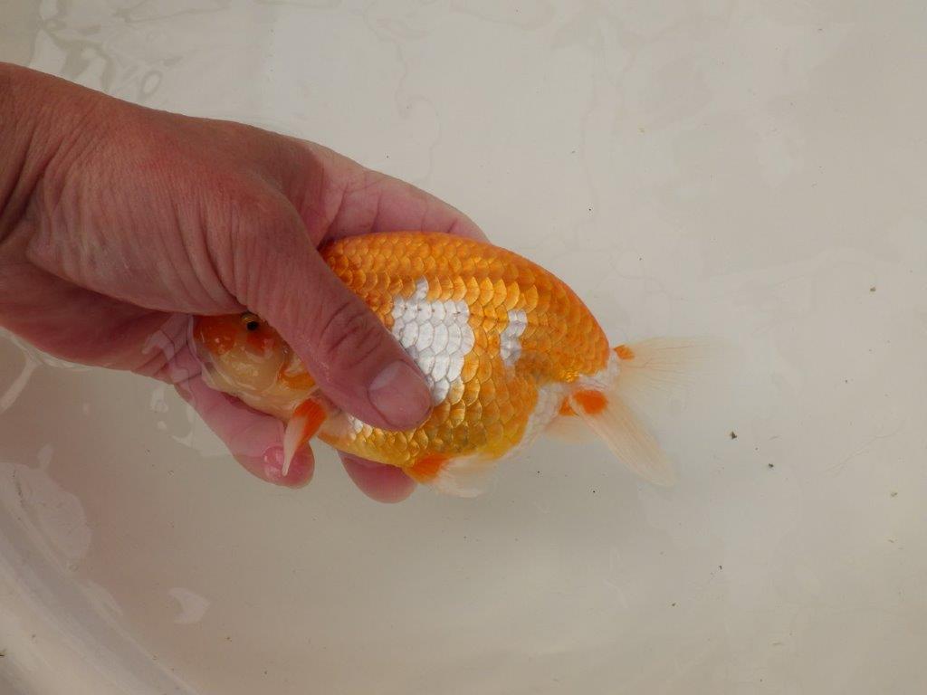 【浜松 疋田 秀雄 氏】成長力があり大きくなる系統らんちゅうA 約15,5㎝ オス?