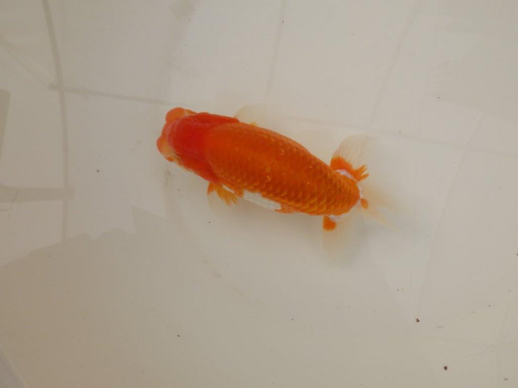 【浜松　疋田　秀雄　氏】成長力があり大きくなる系統らんちゅうA　　約15,5㎝  オス？の上身