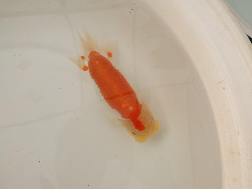 【浜松 疋田 秀雄 氏】成長力があり大きくなる系統らんちゅうB 約16㎝ メス?