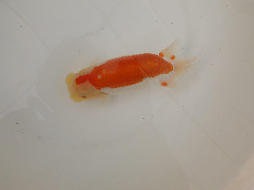 【浜松 疋田 秀雄 氏】成長力があり大きくなる系統らんちゅうB 約16㎝ メス?