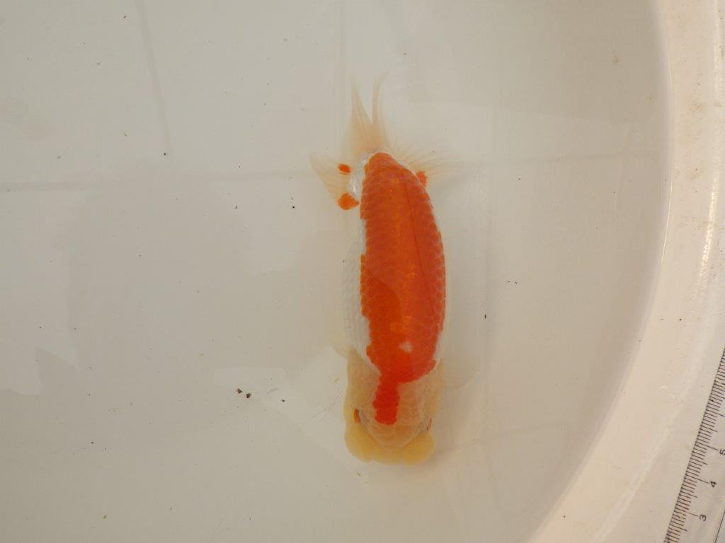 【浜松 疋田 秀雄 氏】成長力があり大きくなる系統らんちゅうB 約16㎝ メス?