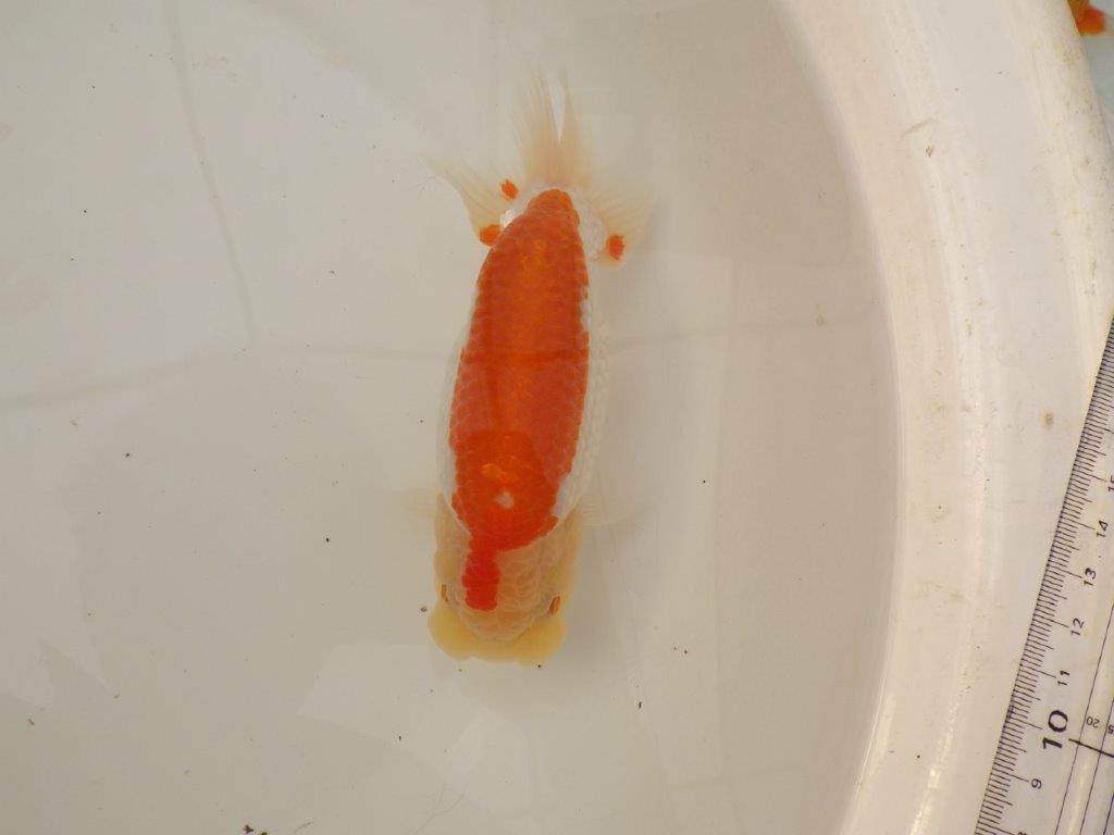 【浜松　疋田　秀雄　氏】成長力があり大きくなる系統らんちゅうB　　約16㎝  メス？の上身