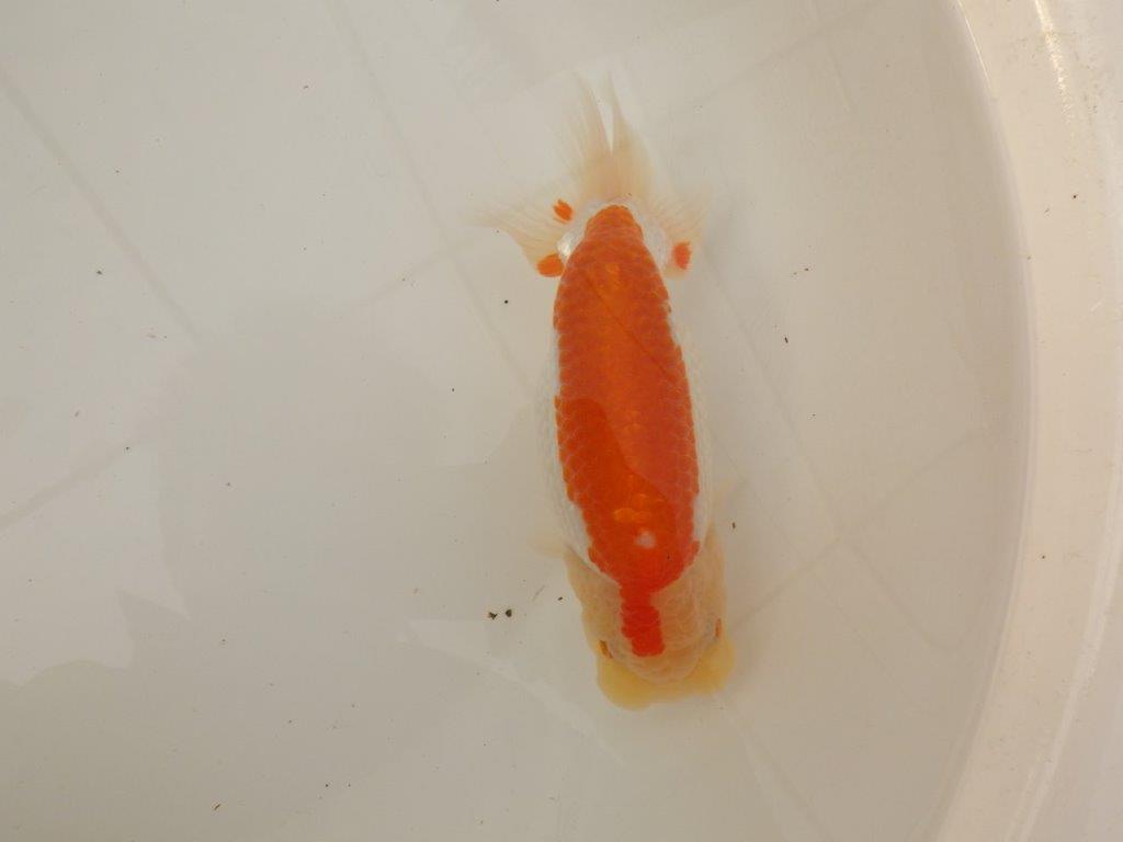 【浜松 疋田 秀雄 氏】成長力があり大きくなる系統らんちゅうB 約16㎝ メス?