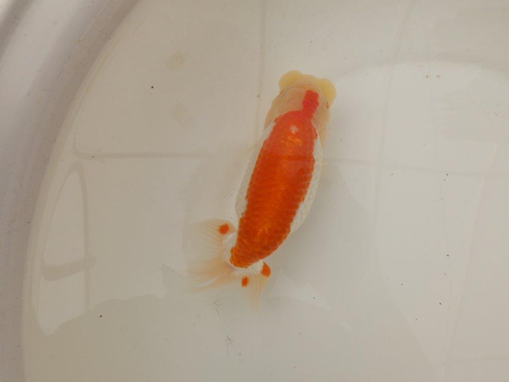 【浜松 疋田 秀雄 氏】成長力があり大きくなる系統らんちゅうB 約16㎝ メス?