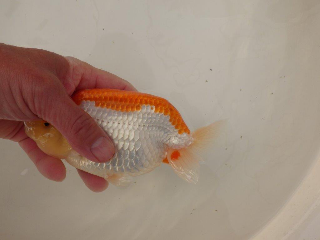 【浜松 疋田 秀雄 氏】成長力があり大きくなる系統らんちゅうB 約16㎝ メス?