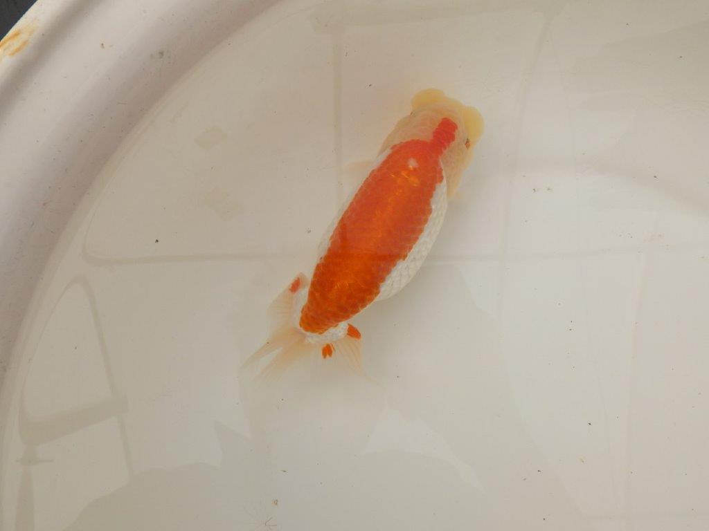 【浜松 疋田 秀雄 氏】成長力があり大きくなる系統らんちゅうB 約16㎝ メス?