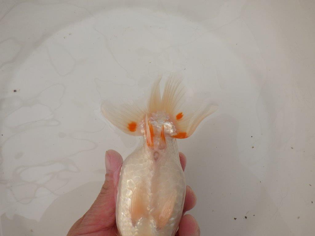 【浜松 疋田 秀雄 氏】成長力があり大きくなる系統らんちゅうB 約16㎝ メス?